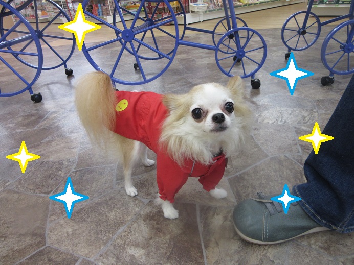 わさび レインコートを着る With犬 スタッフ ペットショップwith ウィズ 石川 福井の犬猫販売 ホテル トリミング しつけ