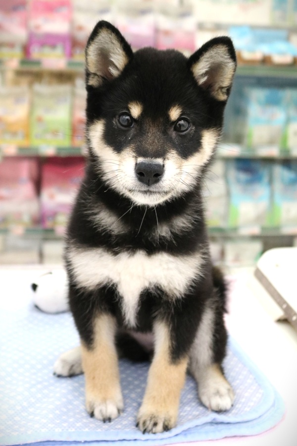柴犬