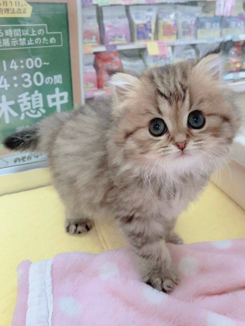 ミヌエット